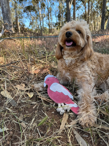 Georgie Paws – Gav the Galah