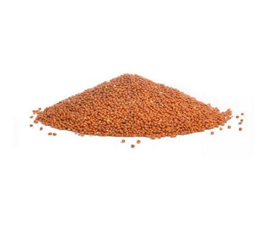 Falcon Seeds – Red Panicum