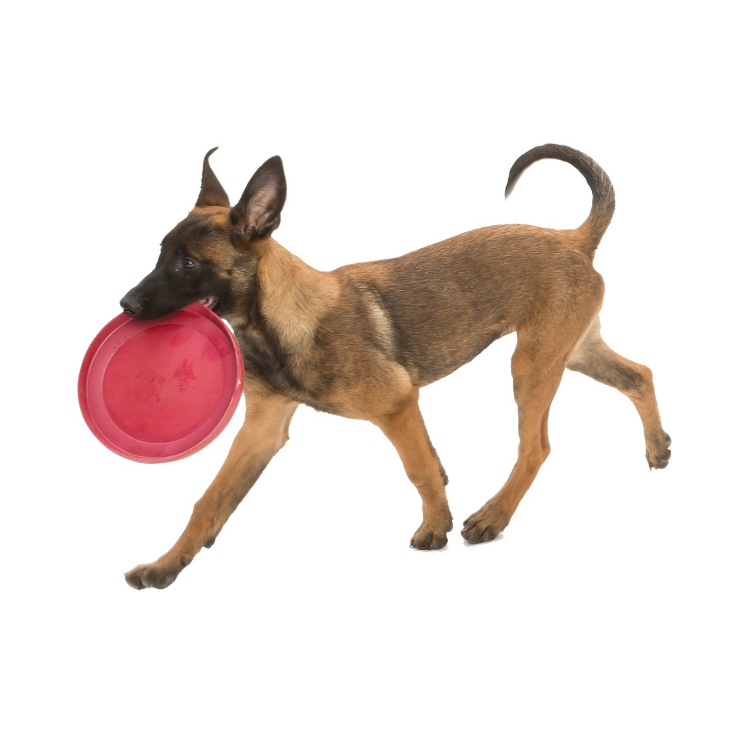 West Paw Zisc Flying Disc Fetch Dog Toy